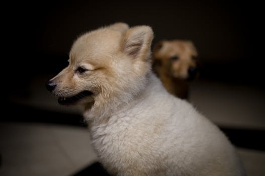 Sturdy Tanpopo is a 'Dandy Lioness'