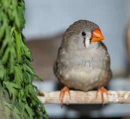 A little bird told her: scientist wins $100,000 prize for decoding birdsong