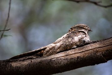 A Wing Built for Slow Hunting and Long Travel