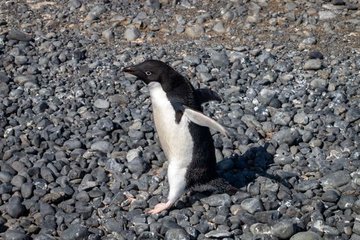 Avian Cholera Identified as Major Cause of Penguin Deaths in Antarctica