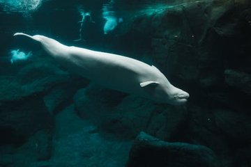 Beluga Whales Pass Mirror Self-Recognition Test, Study Finds
