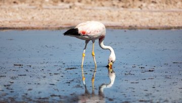 Chilean Salt Flat: Lithium and the Cost of Green Energy
