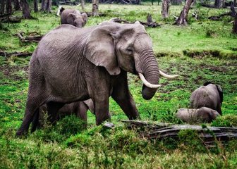 Fifteen Elephants Die in Kenya from Poisoning