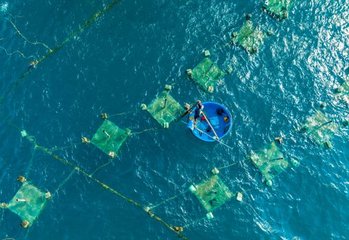 Fish Farms: A Problem for the Ocean?