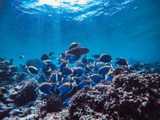 Florida Creates Ocean Highway to Save Sea Animals