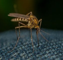 How Viruses Survive in Mosquitoes Without Killing Them