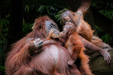 Indonesia's Orangutans in Peril as Wildfires Rage
