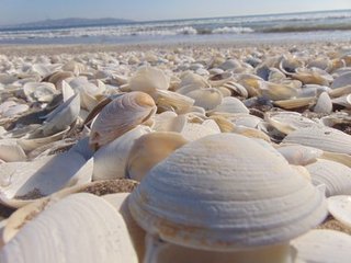 Invasive Clam Found in Northeastern US for First Time