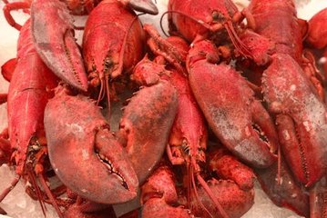 Lobster Embryo Microbiomes Show Resilience to Future Ocean Conditions