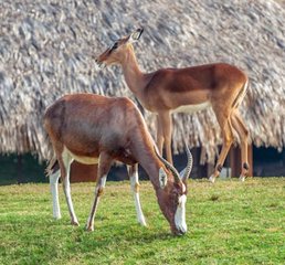 Mountain Bongos Return Home After Journey From Europe