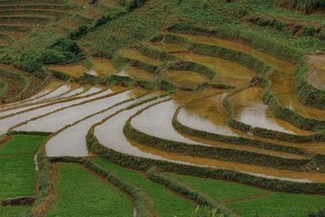 New Tool Helps Find Special Rice Plants