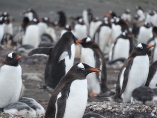 Penguins Learn Where to Find Food from Their Neighbors