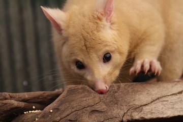 Possums in the Roof, Koalas in Bed: Animals Find New Homes in Australian Houses