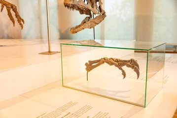 Rich People Buy Fossils, Scientists Lose Out