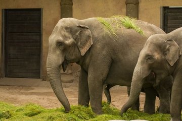 Scarce emergence of new species drove the decline of African megaherbivores, study suggests