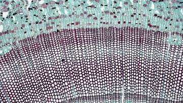 Scientists Discover How Cells Can Change Shape on Their Own