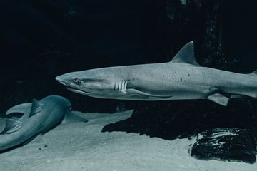 Scientists Study Sharks Near Britain