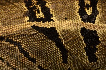 Secret Laos Shops Sell Illegal Wildlife Products to Tourists