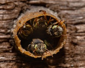 Some Bees in Fiji Adapt When Homes Change