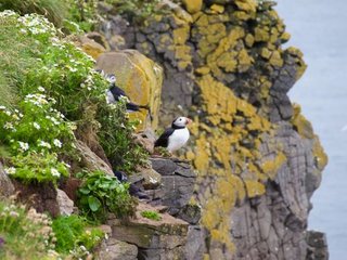 The Puffin: Climate Crisis and Hope
