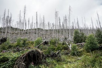 Trees Taking Drastic Measures to Survive Climate-Driven Heat