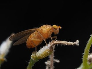Two brain circuits coordinate fruit flies' wing and leg movements to threaten rivals