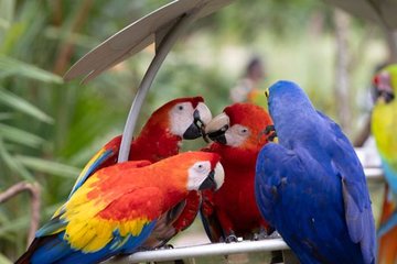 Two Thai Men Arrested for Smuggling Parrot Eggs in South Africa