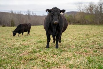 Virtual Fences Work Just as Well as Real Ones for Cattle, Study Finds