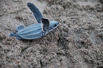 Week in Wildlife: Capturing Nature's Most Vulnerable Moments