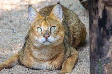 YouTube Video Proves Desert Cat Found in Libya After Years of Doubt